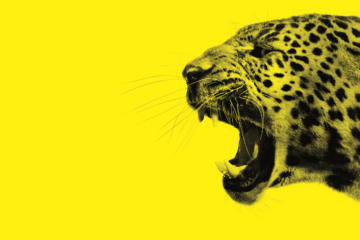 Locarno Film Festivali İstanbul’da!