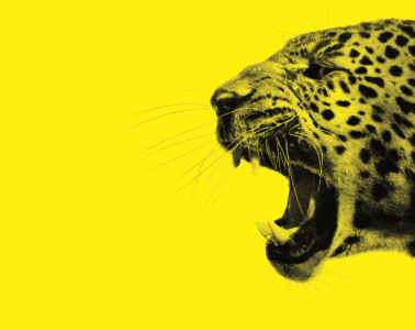 Locarno Film Festivali İstanbul’da!